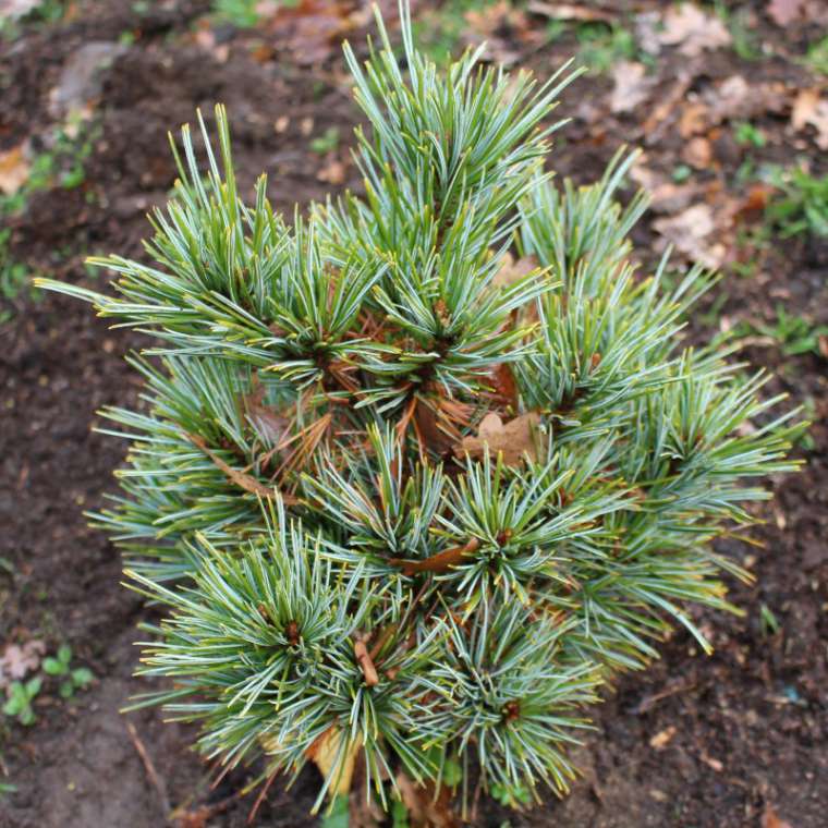 Pinus koraiensis'Spring Grove' 