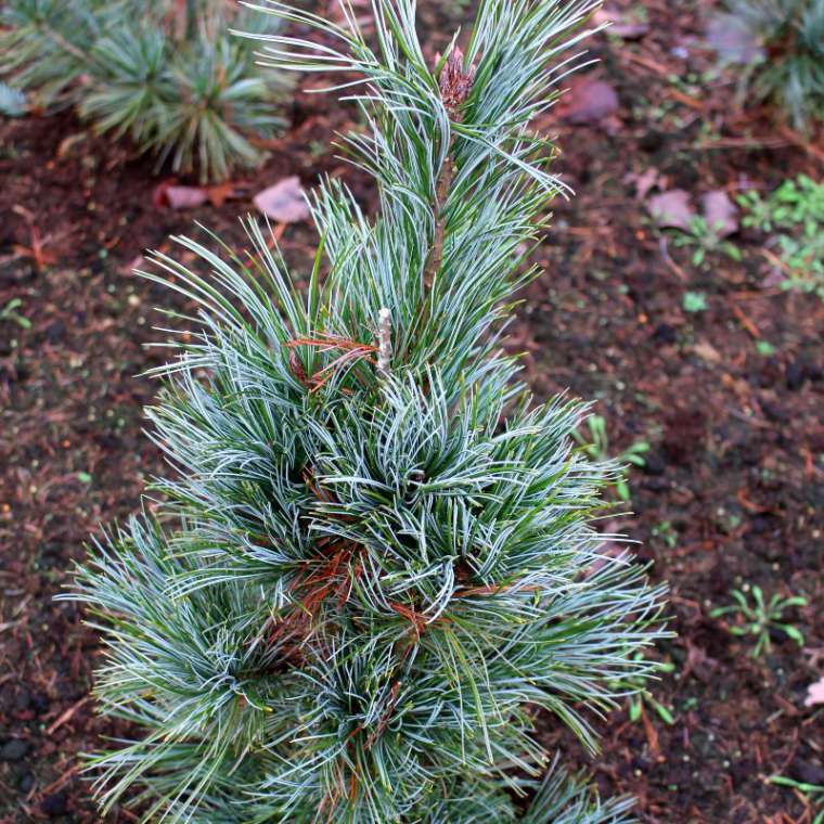 Pinus peuce'Glauca Compacta' 