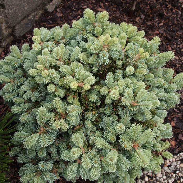 Abies lasiocarpa'Meyer' 