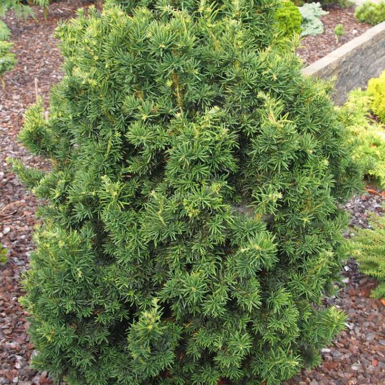 Taxus bacata'Cristata' 