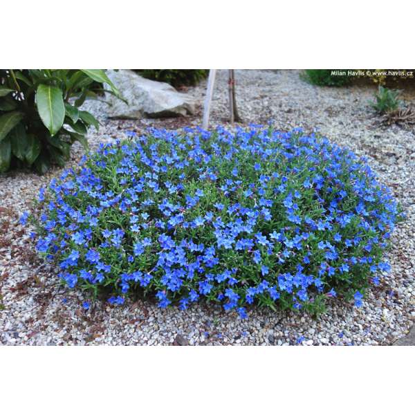 Lithodora diffusa'Grace Ward'