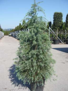 Cedrus deodara 