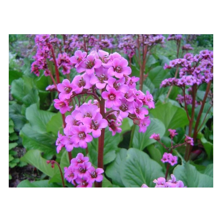 Bergenia'Rotblum'
