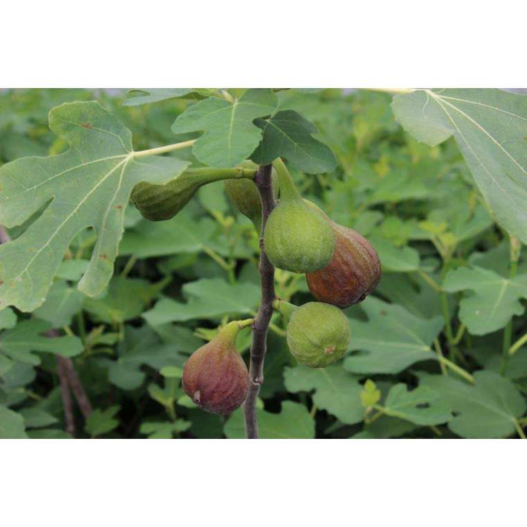 Ficus carica'Rouge de Bordeaux' 