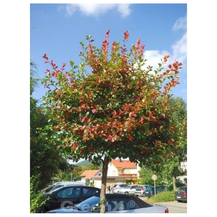 Crataegus persimilis'Splendens' 