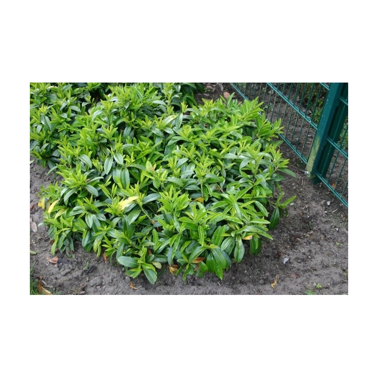 Prunus laurocerasus'Mount Vernon' 