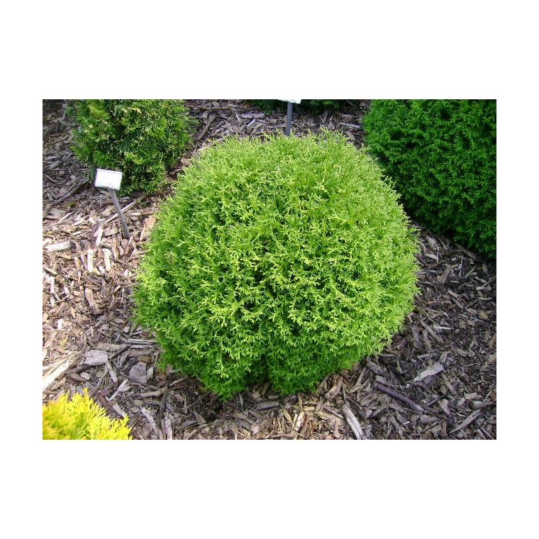 Thuja occidentalis'Tiny Tim' 