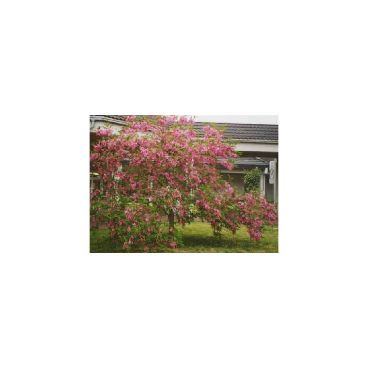 Robinia margaretta'Pink Cascade' 