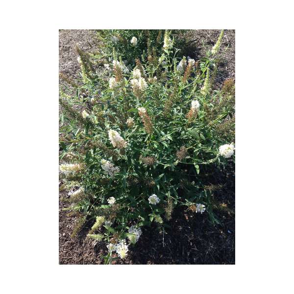 Buddleja'Buzz Ivory' 