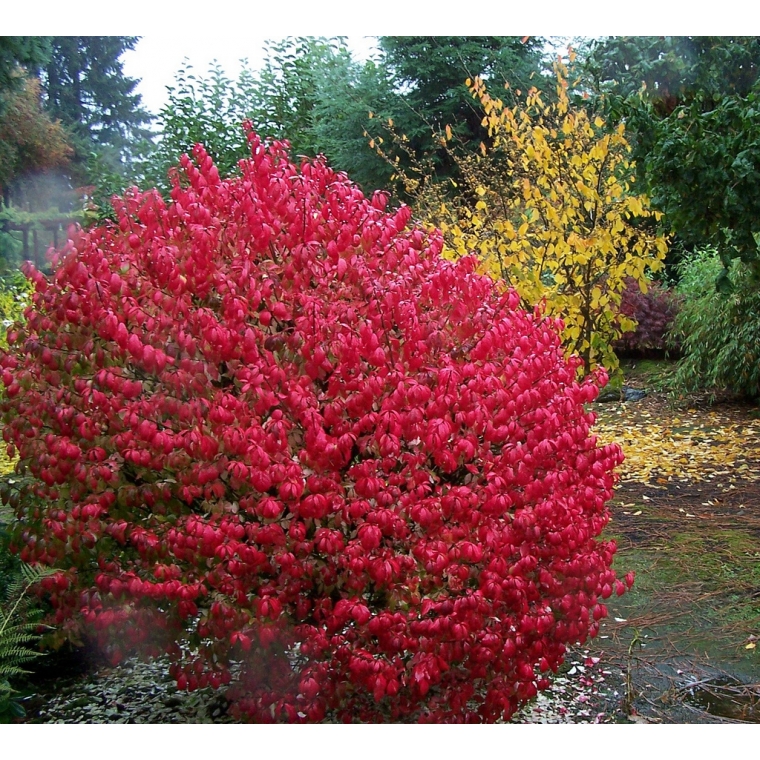 Euonymus alatus'Compactus' 