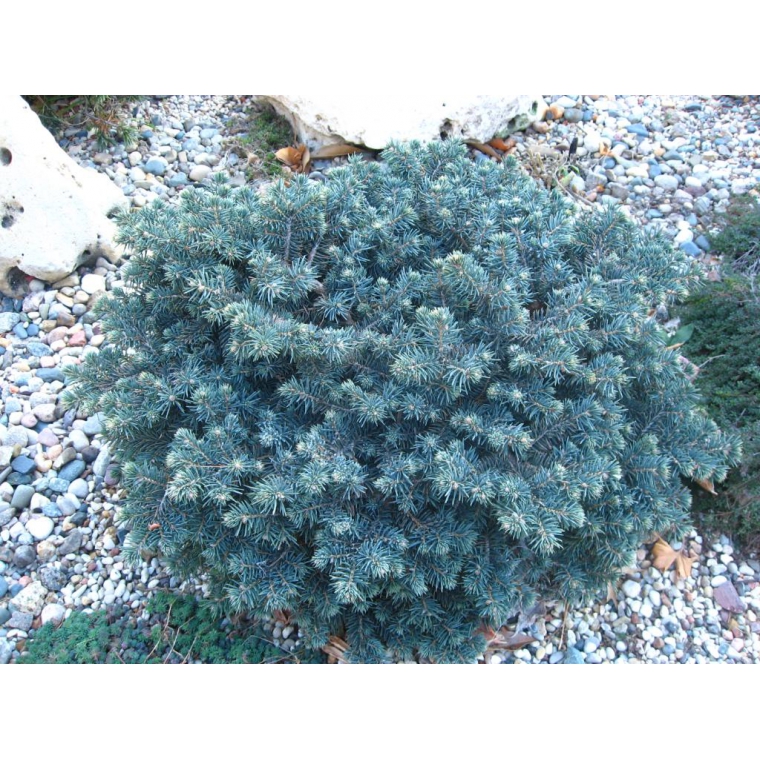 Picea pungens'Waldbrunn' 