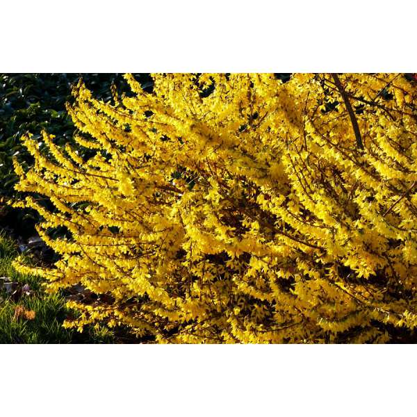Forsythia'Maree d'Or' 