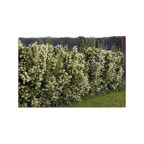 Philadelphus'Lemoinei' 