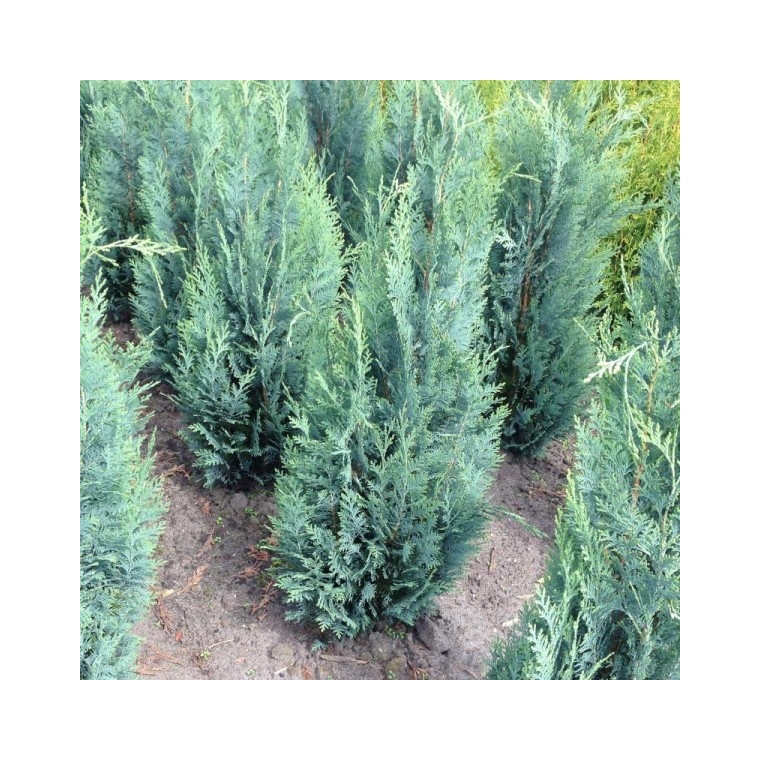 Chamaecyparis lawsoniana'Columnaris Glauca' 