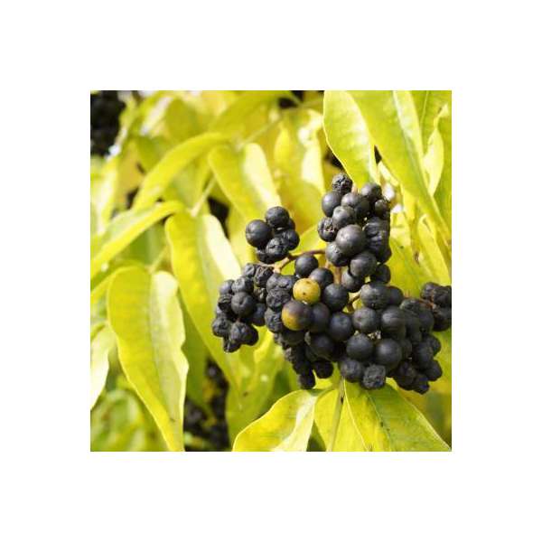 Phellodendron amurense 