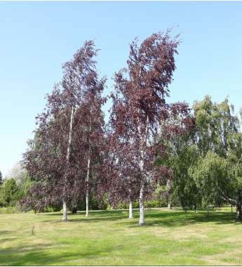 Betula pendula'Purpurea' 