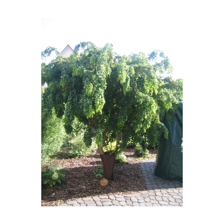 Robinia pseudoacacia'Tortuosa' 