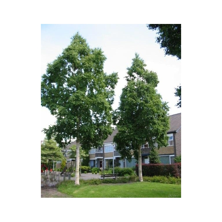 Betula ermanii'Holland' 