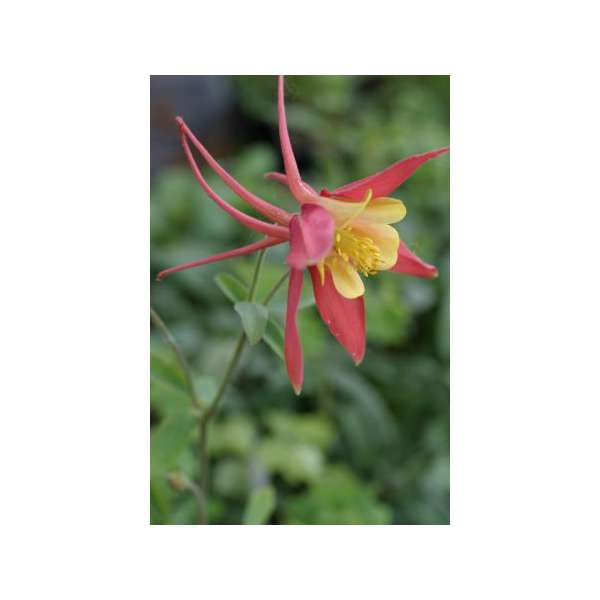 Aquilegia'Koralle'