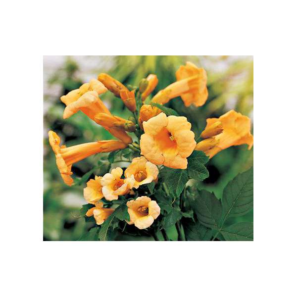 Campsis radicans'Flava' 