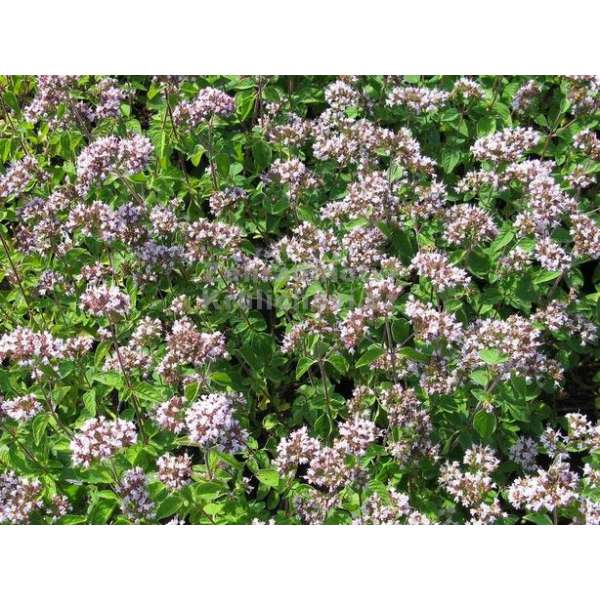 Origanum laevigatum'Aromaticum'