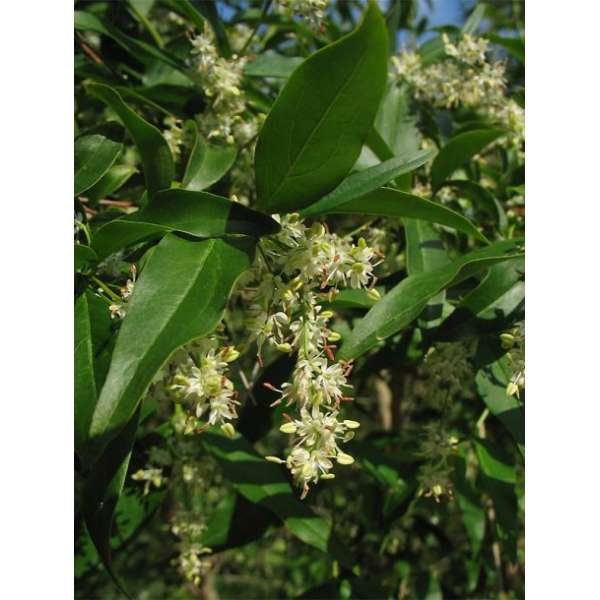 Fontanesia phillyreoides 