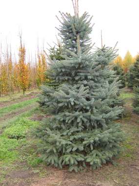 Picea pungens'Glauca' 