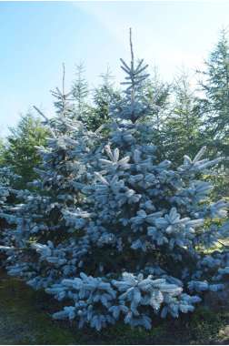 Picea pungens'Hoopsii' 