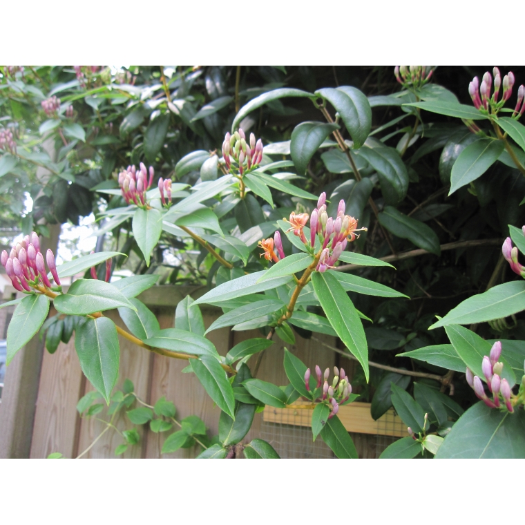 Lonicera henryi 