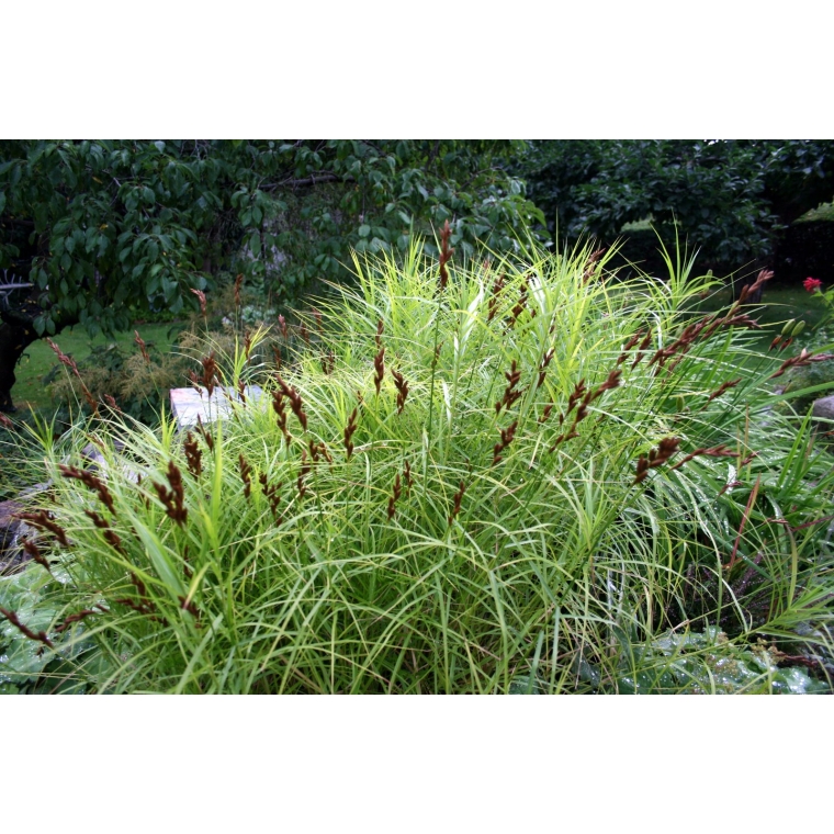 Carex muskingumensis