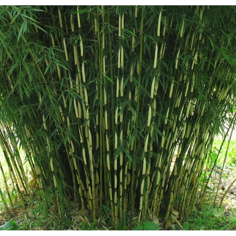 Fargesia robusta'Pingwu' 