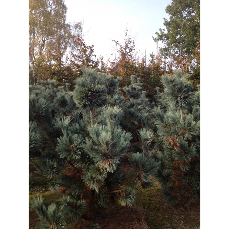 Pinus flexilis'Firmament' 