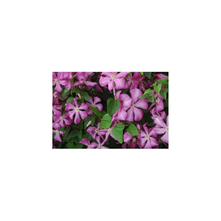 Clematis'Margot Koster' 