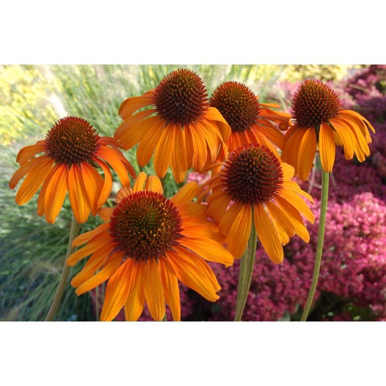 Echinacea'Tiki Torch'