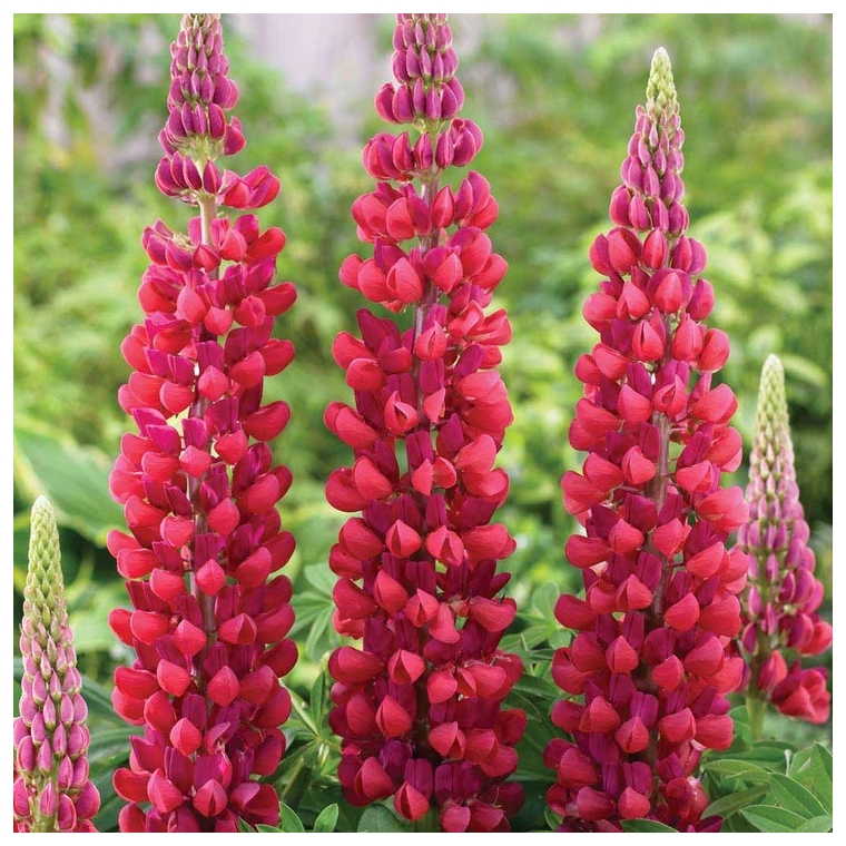 Lupinus'West Country Red Rum'