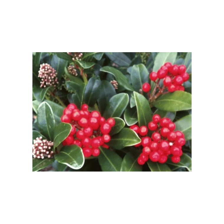 Skimmia japonica'Olympic Flame' 