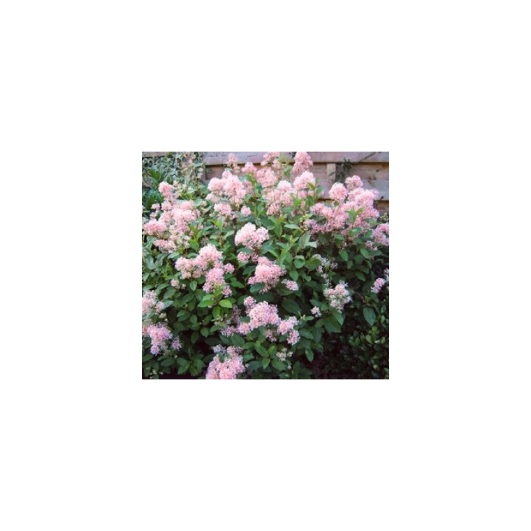 Ceanothus pallidus'Marie Simon' 