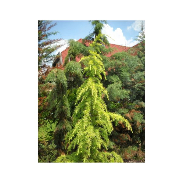 Cedrus deodara'Vink's Golden' 