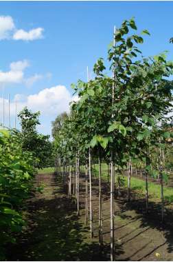 Poliothyrsis sinensis 