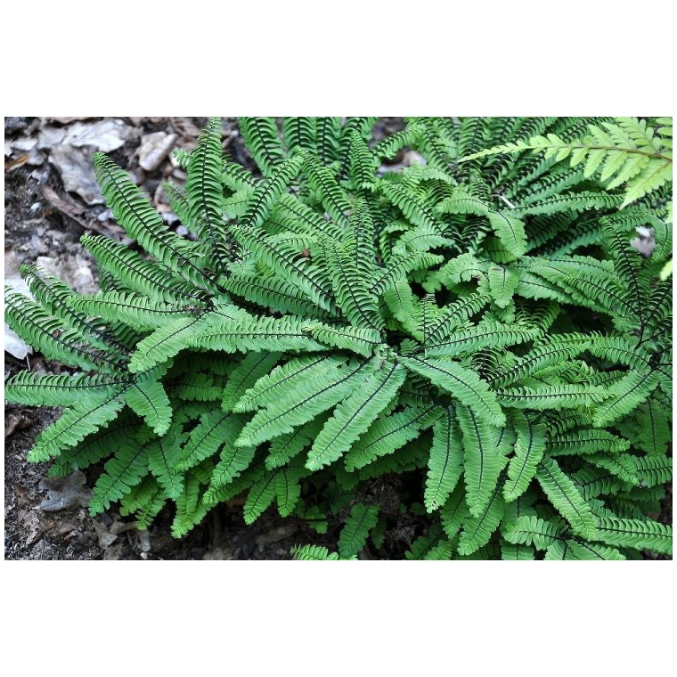 Adianthum pedatum'Imbricatum'