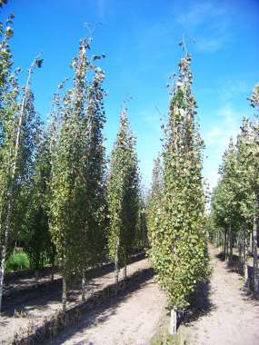 Populus tremula'Erecta' 