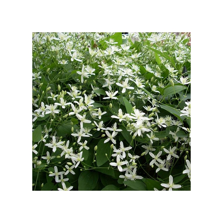 Clematis'Little White Charm' 