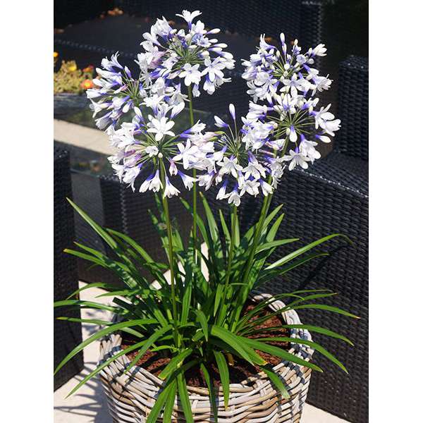 Agapanthus'Twister' 