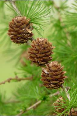 Larix decidua 