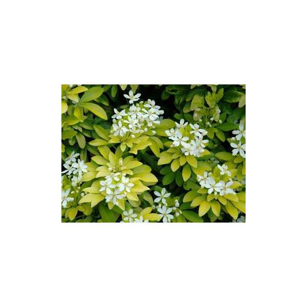 Choisya ternata'Sundance' 