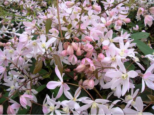 Clematis armandii'Apple Blossom' 