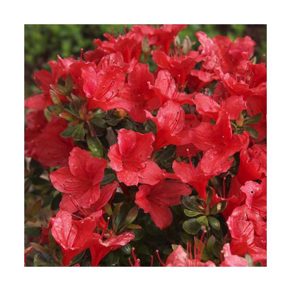 Azalea japonica'Ageeth' 