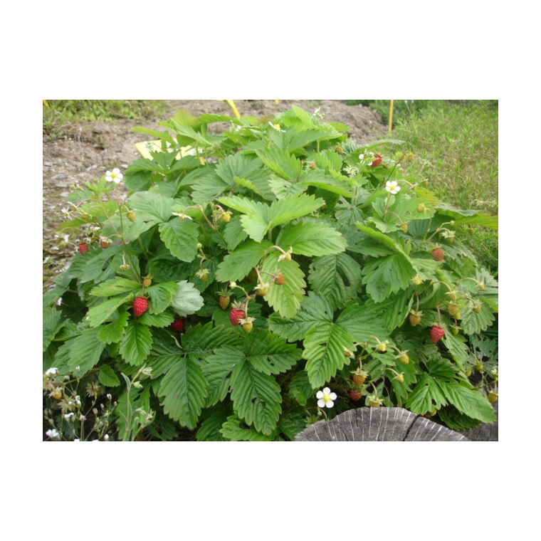 Fragaria vesca'Alexandria'