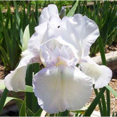 Iris germanica'English Cottage'