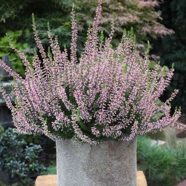 Calluna vulgaris'Rosita' 
